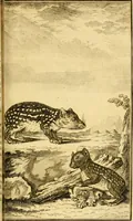 An illustration from Œuvres complètes de M. le C[om]te de Buffon ... : histoire des animaux quadrupèdes (1775)