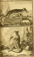 An illustration from Œuvres complètes de M. le C[om]te de Buffon ... : histoire des animaux quadrupèdes (1775)