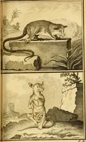 Picture 27 of 31 from Œuvres complètes de M. le C[om]te de Buffon ... : histoire des animaux quadrupèdes (1775), leaf 276