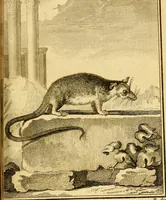 An illustration from Œuvres complètes de M. le C[om]te de Buffon ... : histoire des animaux quadrupèdes (1775)