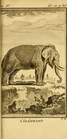 An illustration from Œuvres complètes de M. le C[om]te de Buffon ... : histoire des animaux quadrupèdes (1775)