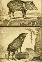 An illustration from Œuvres complètes de M. le C[om]te de Buffon ... : histoire des animaux quadrupèdes (1775)