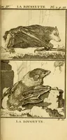Picture 7 of 31 from Œuvres complètes de M. le C[om]te de Buffon ... : histoire des animaux quadrupèdes (1775), leaf 84