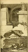 Picture 8 of 31 from Œuvres complètes de M. le C[om]te de Buffon ... : histoire des animaux quadrupèdes (1775), leaf 86