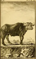 Picture 6 of 38 from Œuvres complètes de M. le C[om]te de Buffon ... : histoire des animaux quadrupèdes (1775), leaf 134