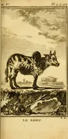 Picture 7 of 38 from Œuvres complètes de M. le C[om]te de Buffon ... : histoire des animaux quadrupèdes (1775), leaf 136