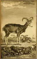 An illustration from Œuvres complètes de M. le C[om]te de Buffon ... : histoire des animaux quadrupèdes (1775)