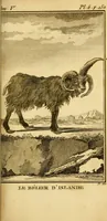 An illustration from Œuvres complètes de M. le C[om]te de Buffon ... : histoire des animaux quadrupèdes (1775)