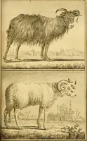 An illustration from Œuvres complètes de M. le C[om]te de Buffon ... : histoire des animaux quadrupèdes (1775)