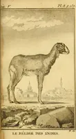 Picture 11 of 38 from Œuvres complètes de M. le C[om]te de Buffon ... : histoire des animaux quadrupèdes (1775), leaf 176
