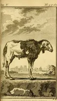 Picture 12 of 38 from Œuvres complètes de M. le C[om]te de Buffon ... : histoire des animaux quadrupèdes (1775), leaf 178