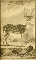 Picture 14 of 38 from Œuvres complètes de M. le C[om]te de Buffon ... : histoire des animaux quadrupèdes (1775), leaf 194