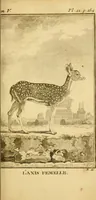 An illustration from Œuvres complètes de M. le C[om]te de Buffon ... : histoire des animaux quadrupèdes (1775)