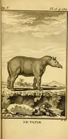 An illustration from Œuvres complètes de M. le C[om]te de Buffon ... : histoire des animaux quadrupèdes (1775)