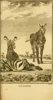 Picture 19 of 38 from Œuvres complètes de M. le C[om]te de Buffon ... : histoire des animaux quadrupèdes (1775), leaf 224
