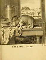 Picture 20 of 38 from Œuvres complètes de M. le C[om]te de Buffon ... : histoire des animaux quadrupèdes (1775), leaf 264