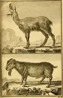 An illustration from Œuvres complètes de M. le C[om]te de Buffon ... : histoire des animaux quadrupèdes (1775)