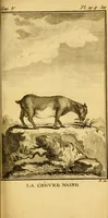 Picture 23 of 38 from Œuvres complètes de M. le C[om]te de Buffon ... : histoire des animaux quadrupèdes (1775), leaf 364