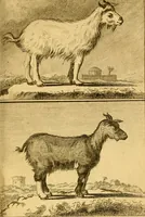 An illustration from Œuvres complètes de M. le C[om]te de Buffon ... : histoire des animaux quadrupèdes (1775)