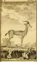 An illustration from Œuvres complètes de M. le C[om]te de Buffon ... : histoire des animaux quadrupèdes (1775)