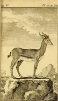 An illustration from Œuvres complètes de M. le C[om]te de Buffon ... : histoire des animaux quadrupèdes (1775)