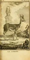 Picture 28 of 38 from Œuvres complètes de M. le C[om]te de Buffon ... : histoire des animaux quadrupèdes (1775), leaf 444