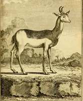 An illustration from Œuvres complètes de M. le C[om]te de Buffon ... : histoire des animaux quadrupèdes (1775)