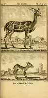 An illustration from Œuvres complètes de M. le C[om]te de Buffon ... : histoire des animaux quadrupèdes (1775)