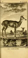 An illustration from Œuvres complètes de M. le C[om]te de Buffon ... : histoire des animaux quadrupèdes (1775)