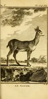 An illustration from Œuvres complètes de M. le C[om]te de Buffon ... : histoire des animaux quadrupèdes (1775)