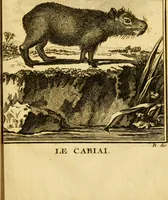 Picture 38 of 38 from Œuvres complètes de M. le C[om]te de Buffon ... : histoire des animaux quadrupèdes (1775), leaf 536