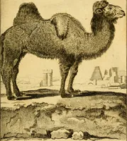 An illustration from Œuvres complètes de M. le C[om]te de Buffon ... : histoire des animaux quadrupèdes (1775)