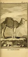 Picture 4 of 38 from Œuvres complètes de M. le C[om]te de Buffon ... : histoire des animaux quadrupèdes (1775), leaf 56