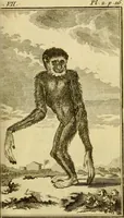 An illustration from Œuvres complètes de M. le C[om]te de Buffon ... : histoire des animaux quadrupèdes (1775)