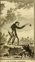 Picture 5 of 52 from Œuvres complètes de M. le C[om]te de Buffon ... : histoire des animaux quadrupèdes (1775), leaf 130