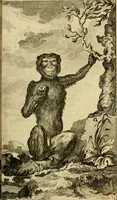 An illustration from Œuvres complètes de M. le C[om]te de Buffon ... : histoire des animaux quadrupèdes (1775)