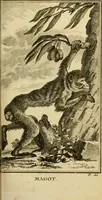 Picture 7 of 52 from Œuvres complètes de M. le C[om]te de Buffon ... : histoire des animaux quadrupèdes (1775), leaf 140