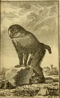An illustration from Œuvres complètes de M. le C[om]te de Buffon ... : histoire des animaux quadrupèdes (1775)