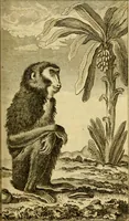 Picture 11 of 52 from Œuvres complètes de M. le C[om]te de Buffon ... : histoire des animaux quadrupèdes (1775), leaf 160