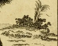 An illustration from Œuvres complètes de M. le C[om]te de Buffon ... : histoire des animaux quadrupèdes (1775)