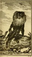 An illustration from Œuvres complètes de M. le C[om]te de Buffon ... : histoire des animaux quadrupèdes (1775)
