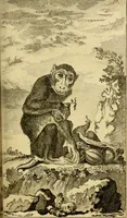 An illustration from Œuvres complètes de M. le C[om]te de Buffon ... : histoire des animaux quadrupèdes (1775)