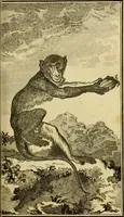 An illustration from Œuvres complètes de M. le C[om]te de Buffon ... : histoire des animaux quadrupèdes (1775)