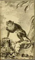 An illustration from Œuvres complètes de M. le C[om]te de Buffon ... : histoire des animaux quadrupèdes (1775)