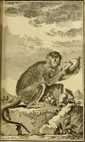 Picture 20 of 52 from Œuvres complètes de M. le C[om]te de Buffon ... : histoire des animaux quadrupèdes (1775), leaf 192