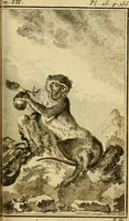 Picture 21 of 52 from Œuvres complètes de M. le C[om]te de Buffon ... : histoire des animaux quadrupèdes (1775), leaf 194