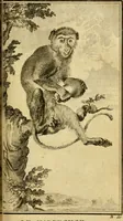 An illustration from Œuvres complètes de M. le C[om]te de Buffon ... : histoire des animaux quadrupèdes (1775)