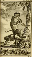 Picture 24 of 52 from Œuvres complètes de M. le C[om]te de Buffon ... : histoire des animaux quadrupèdes (1775), leaf 208