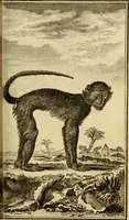 An illustration from Œuvres complètes de M. le C[om]te de Buffon ... : histoire des animaux quadrupèdes (1775)