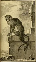 An illustration from Œuvres complètes de M. le C[om]te de Buffon ... : histoire des animaux quadrupèdes (1775)